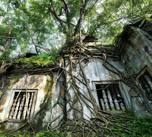 Massive tree roots wrapping around the ancient stone windows of Beng Mealea temple near Blanc Smith Hotel in Siem Reap.