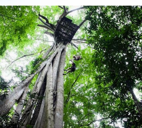 Looking up at a massive banyan tree with a high canopy zipline platform at Angkor Zipline near Blanc Smith Hotel in Siem Reap.