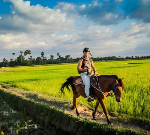 A tourist horse riding along a path through lush green rice fields in the Siem Reap countryside near Blanc Smith Hotel.